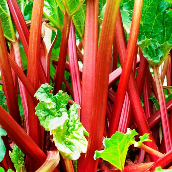 RECIPE - RHUBARB CORDIAL & FROZEN DAIQUIRIS!