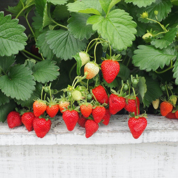 RECIPE - STRAWBERRY PUNCH