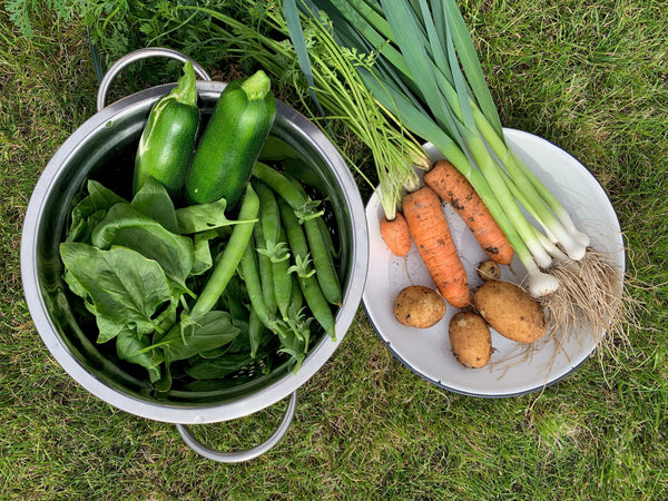 JANUARY - PREPARE, PLANT and HARVEST