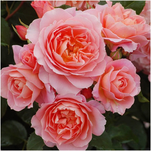 Cascadng Roses Cascading Pillar Roses – Terra Viva Home and Garden