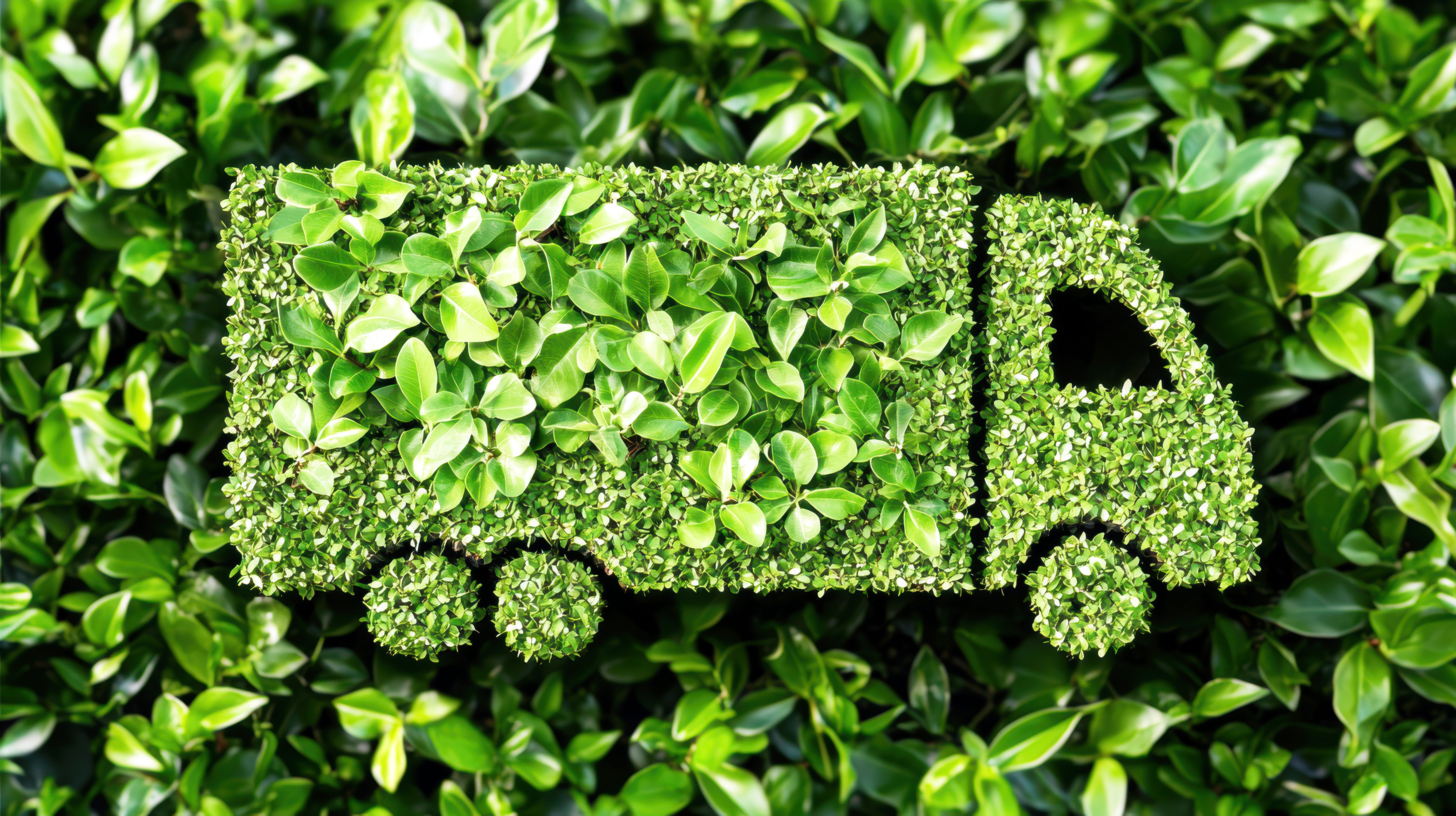 Outdoor Plants What's New Page 7 Terra Viva Home and Garden