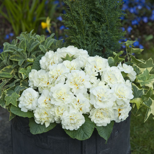 Primula Belarina 'Cream'
