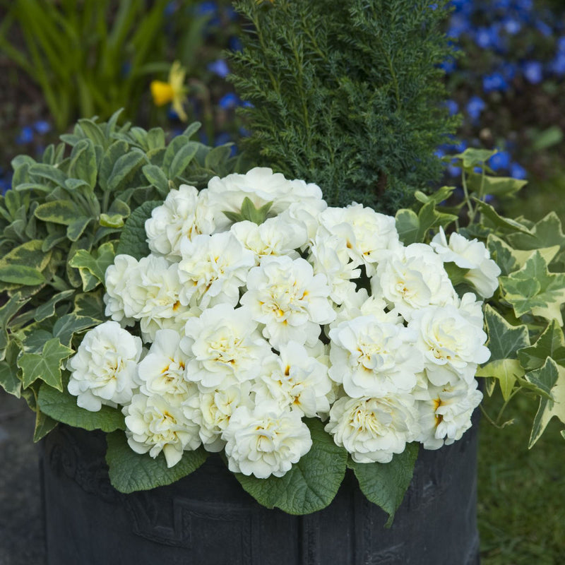 Primula Belarina 'Cream'