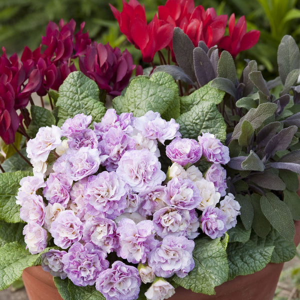 Primula Belarina Pink Ice
