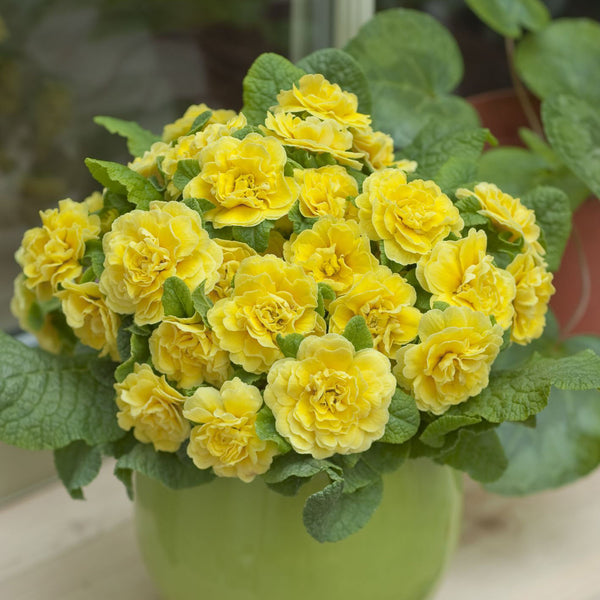 Primula Belarina 'Buttercup'