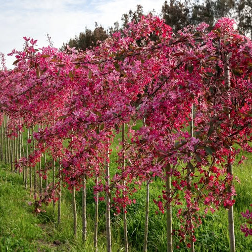 Malus ‘Ellerslie’ 1M