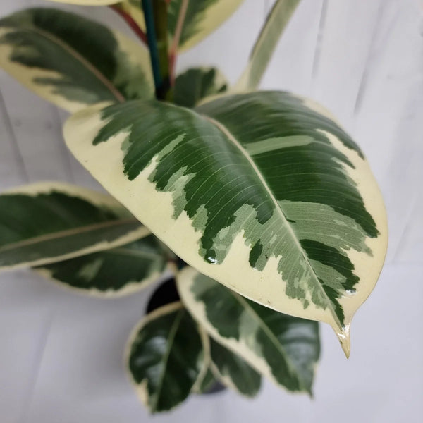 Ficus elastica 'Tineke'