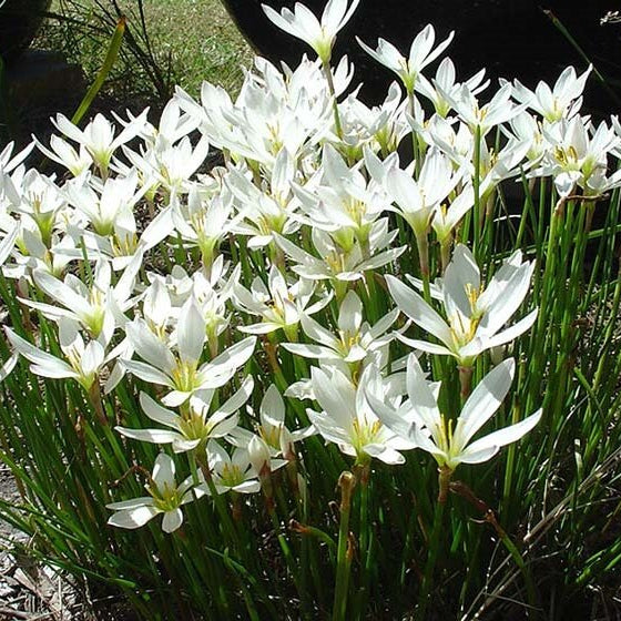 Zephyranthes candida