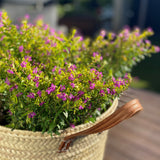 Cuphea Floriglory | Luci