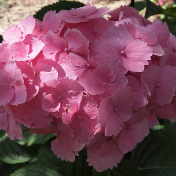 Hydrangea Altona