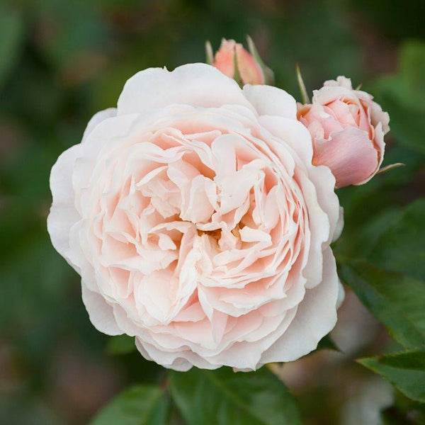 Patio Standard Rose A Moment in Time