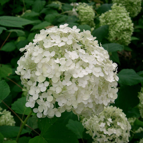 Hydrangea Annabelle