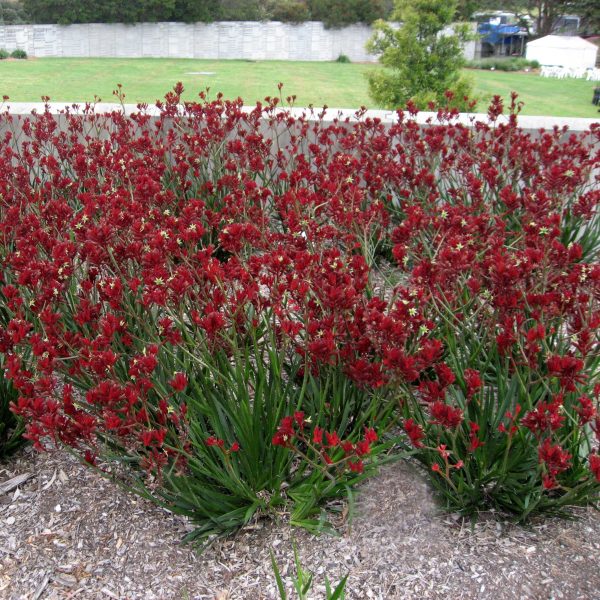 Anigozanthos flavidus Red