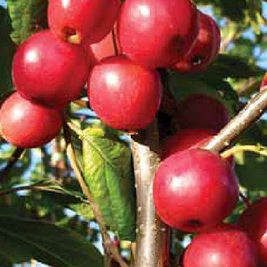 Malus 'Maypole’ [Columnar]