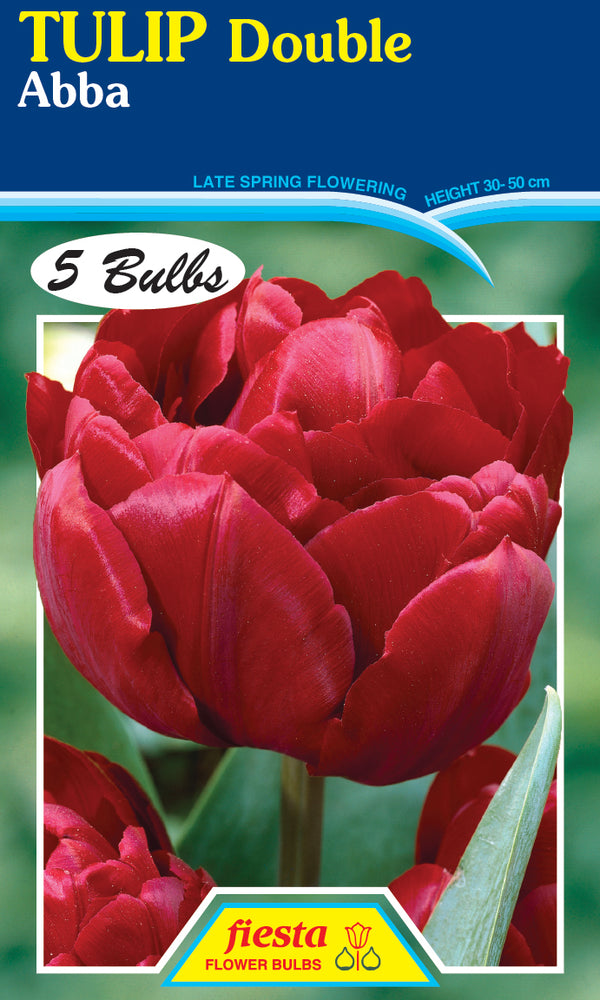 Tulip Abba