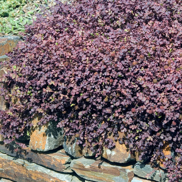 Acaena inermis 'Purpurea'