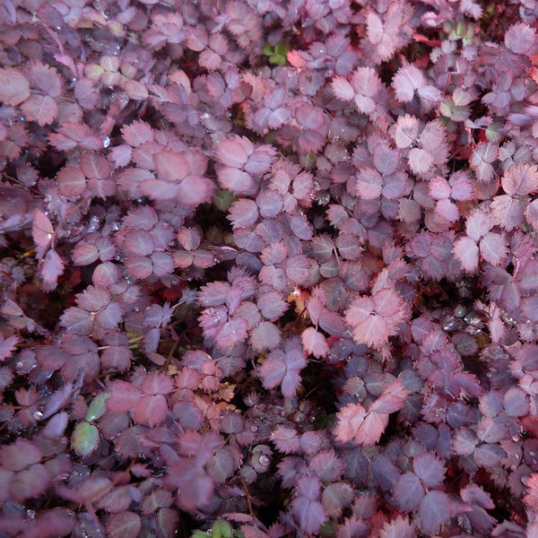 Acaena inermis 'Purpurea'
