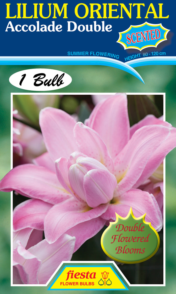 Lilium Accolade Double