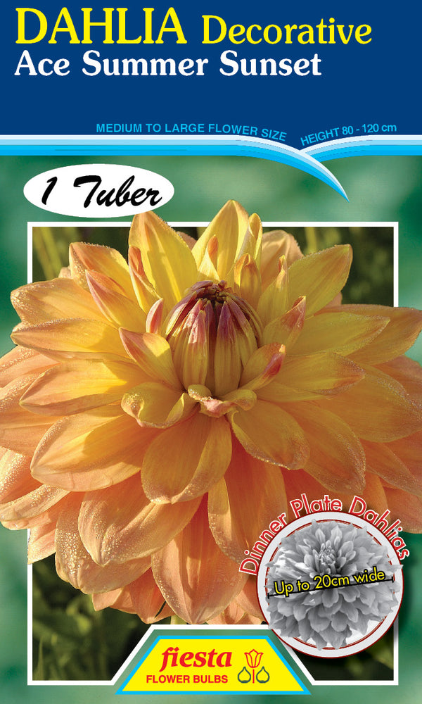 DAHLIA 'Ace Summer Sunset'