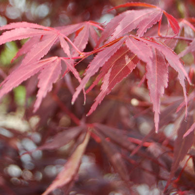 ACER ‘BURGUNDY LACE'
