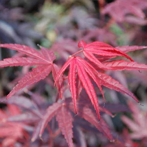 ACER ‘PIXIE’ PATIO