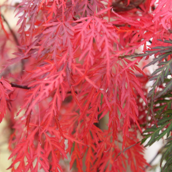 ACER ‘RED FILIGREE LACE’ 40/60 TOPIARY
