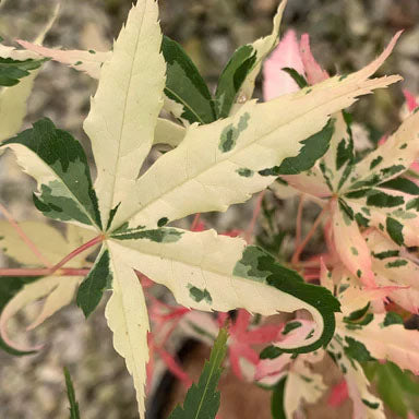 ACER 'ROSEO MARGINATUM' PATIO
