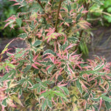 ACER 'ROSEO MARGINATUM' PATIO