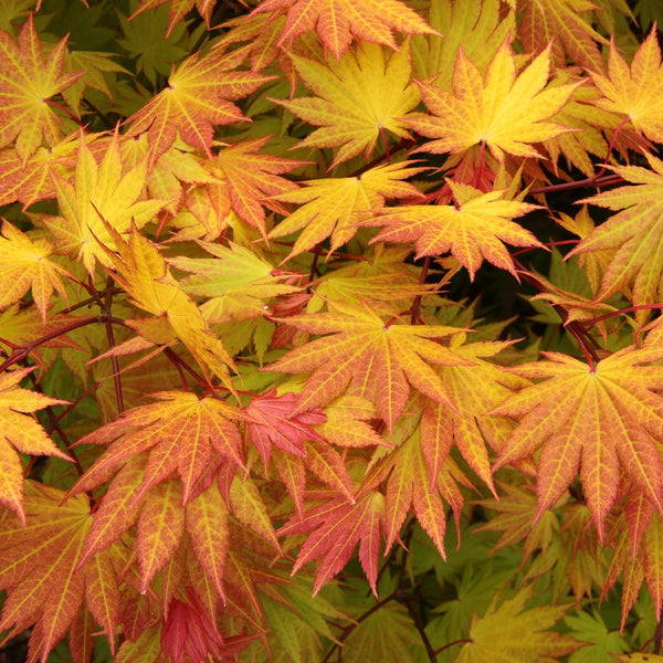 ACER ‘AUTUMN MOON’ PATIO