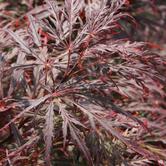 ACER 'CRIMSON QUEEN’ 90/100 TOPIARY