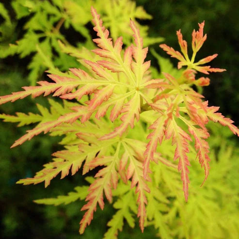 ACER ‘SEIRYU’