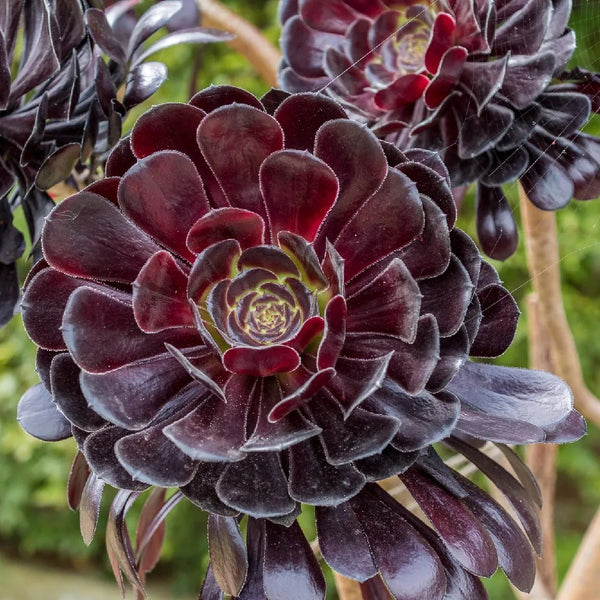 Aeonium arboream Zwartkop