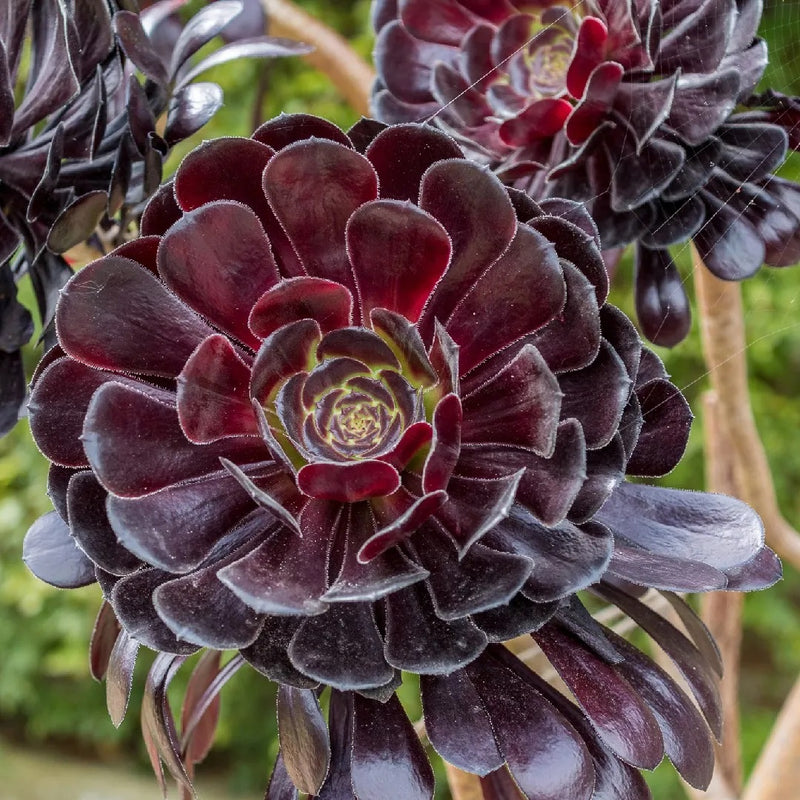 Aeonium arboream Zwartkop