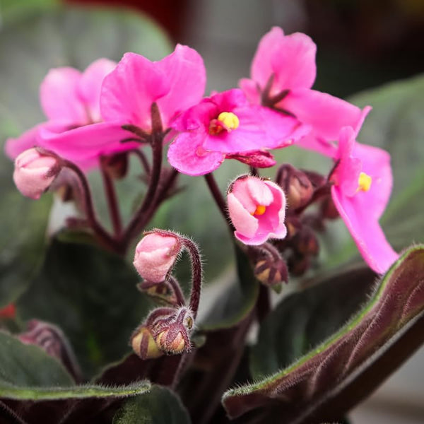 Saintpaulia | African Violet