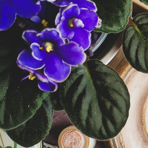 African Violet