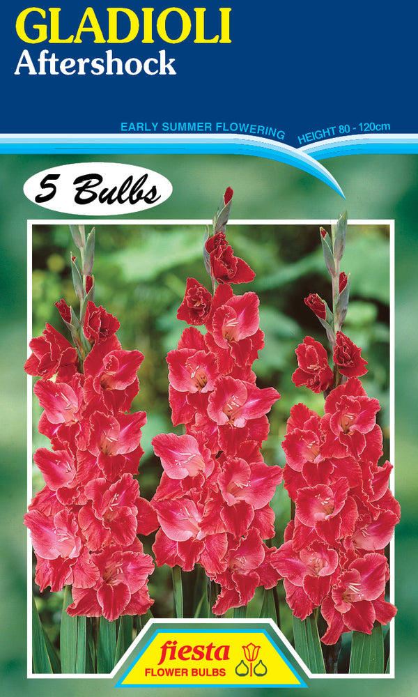 Gladioli 'Aftershock'