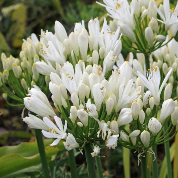 Agapanthus Agapetite