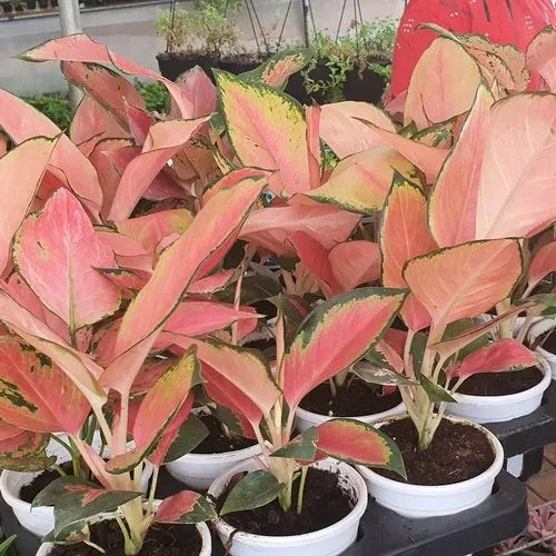 Aglaonema China Red