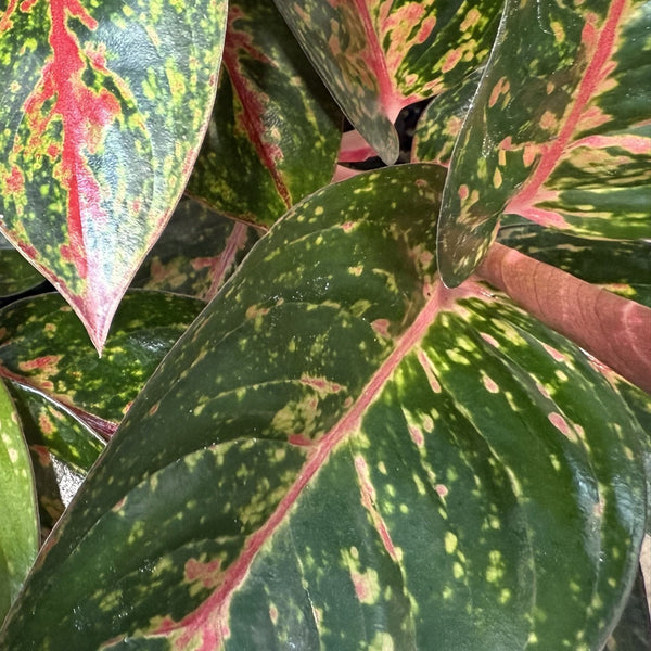 aglaonema fireworks Aglaonema