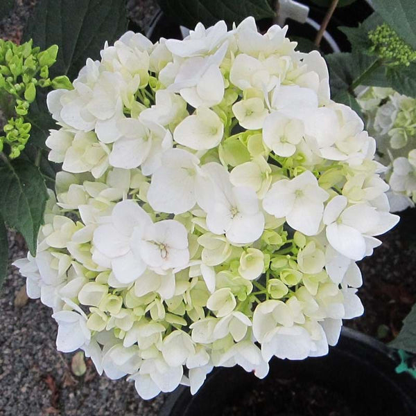 Hydrangea Agnes Parvelli