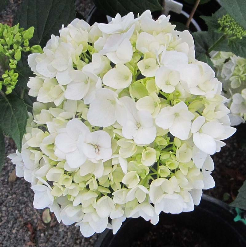 Hydrangea Agnes Parvelli