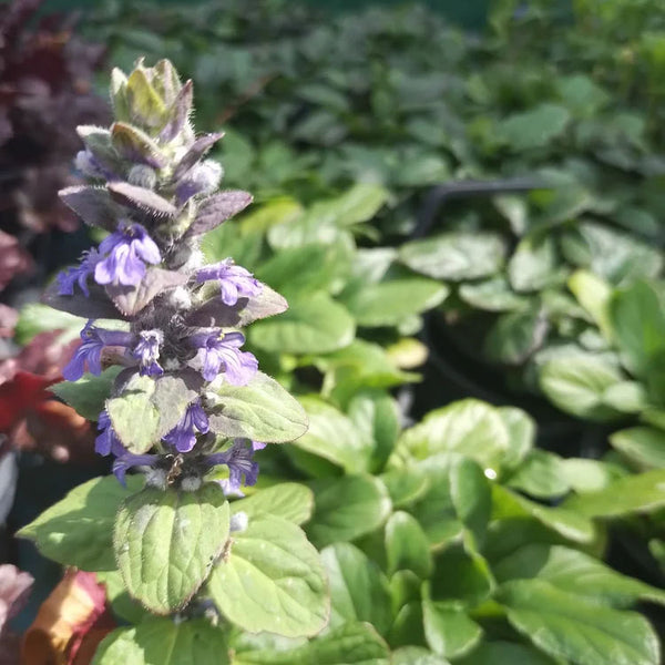 Ajuga | Texas Tough