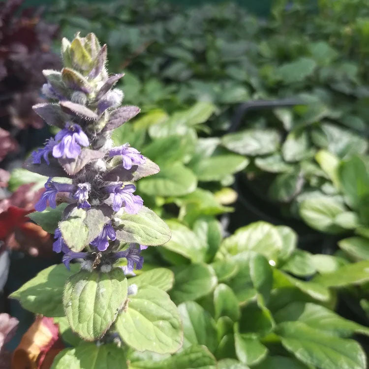 Ajuga | Texas Tough