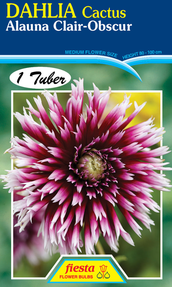 DAHLIA 'Alauna Clair-Obscure'