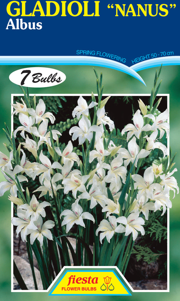 Gladioli Nanus Albus