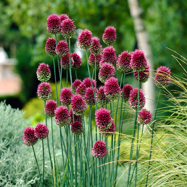 Allium sphaerocephalon
