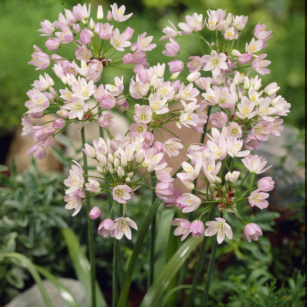 Allium roseum