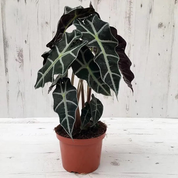 buy elephant ear plant nz Alocasia Amazonica