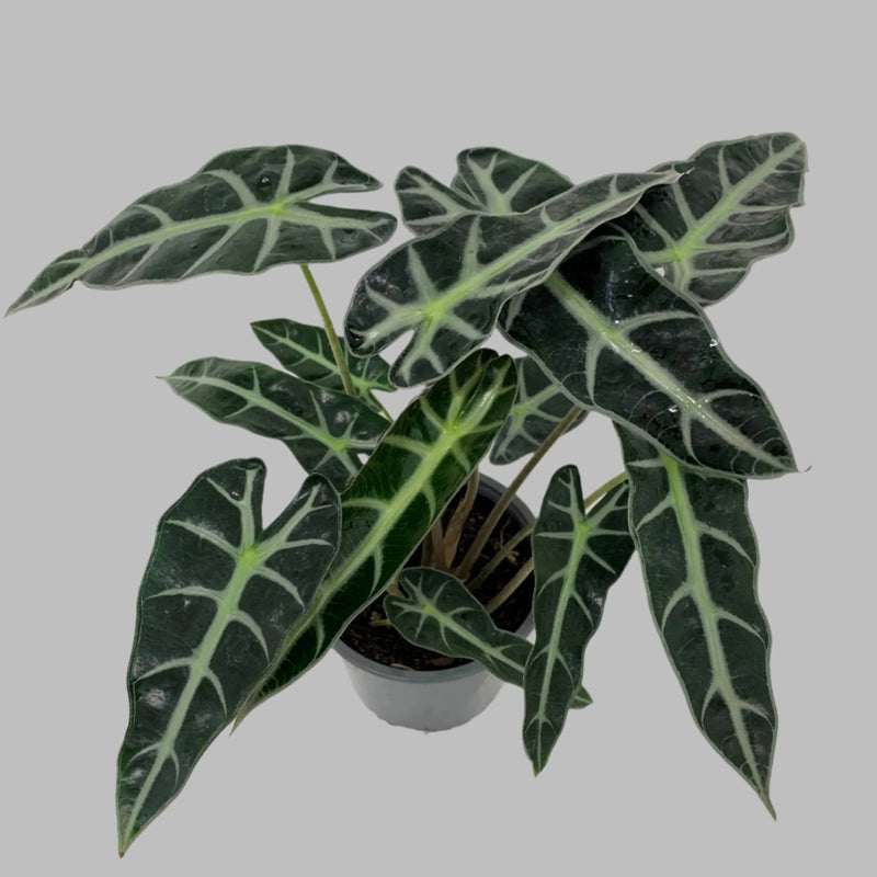 Alocasia Bambino