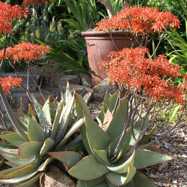 Aloe Striata (Coral Aloe)